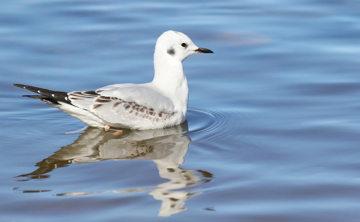 Bonaparte's Gull - ML461336961