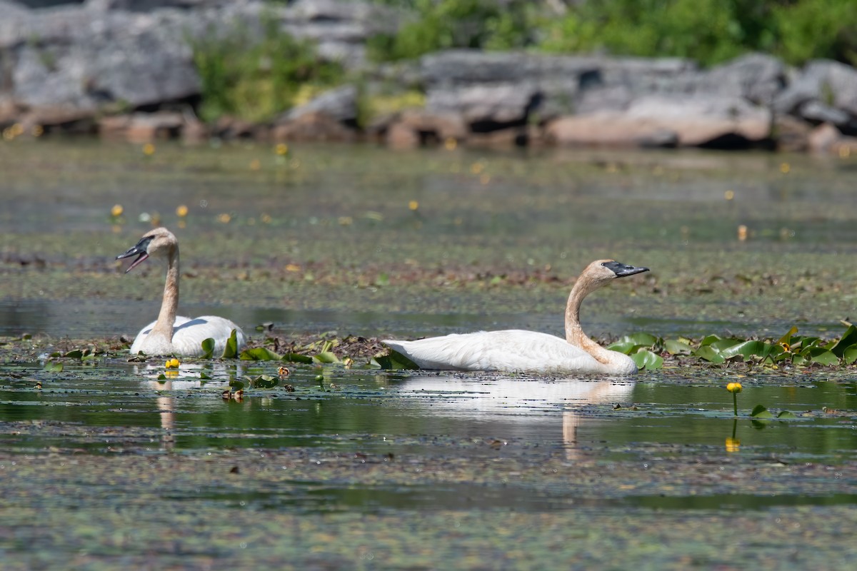 Cisne Trompetero - ML461338031