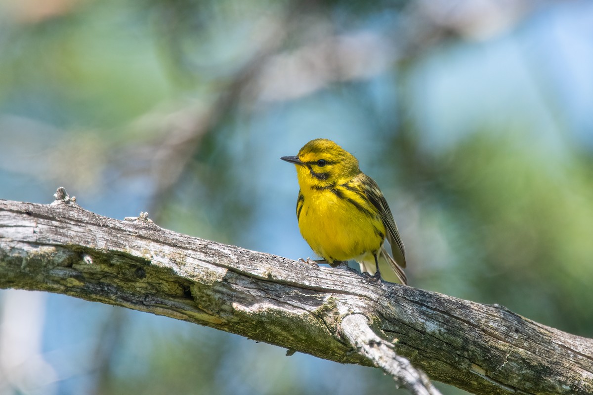 Prairie Warbler - ML461338211