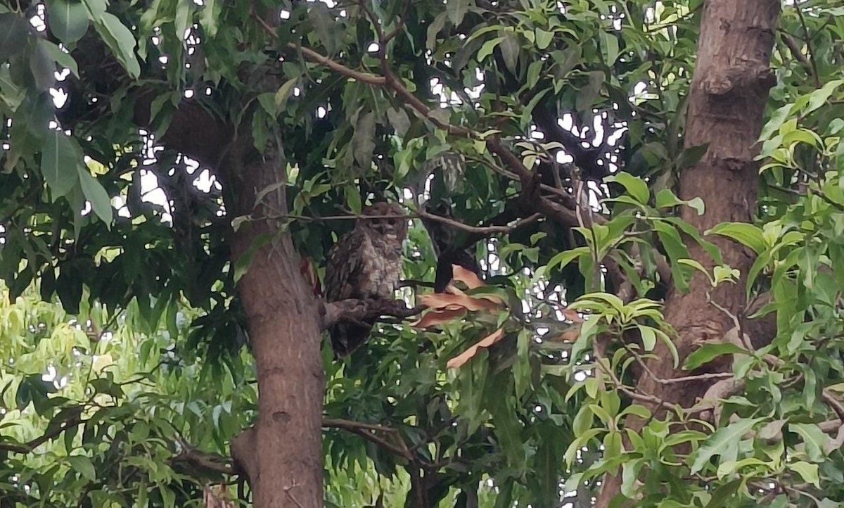 Mottled Wood-Owl - Dheyay Sevak