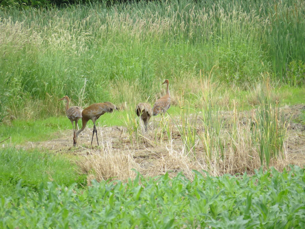 Sandhill Crane - ML461339191