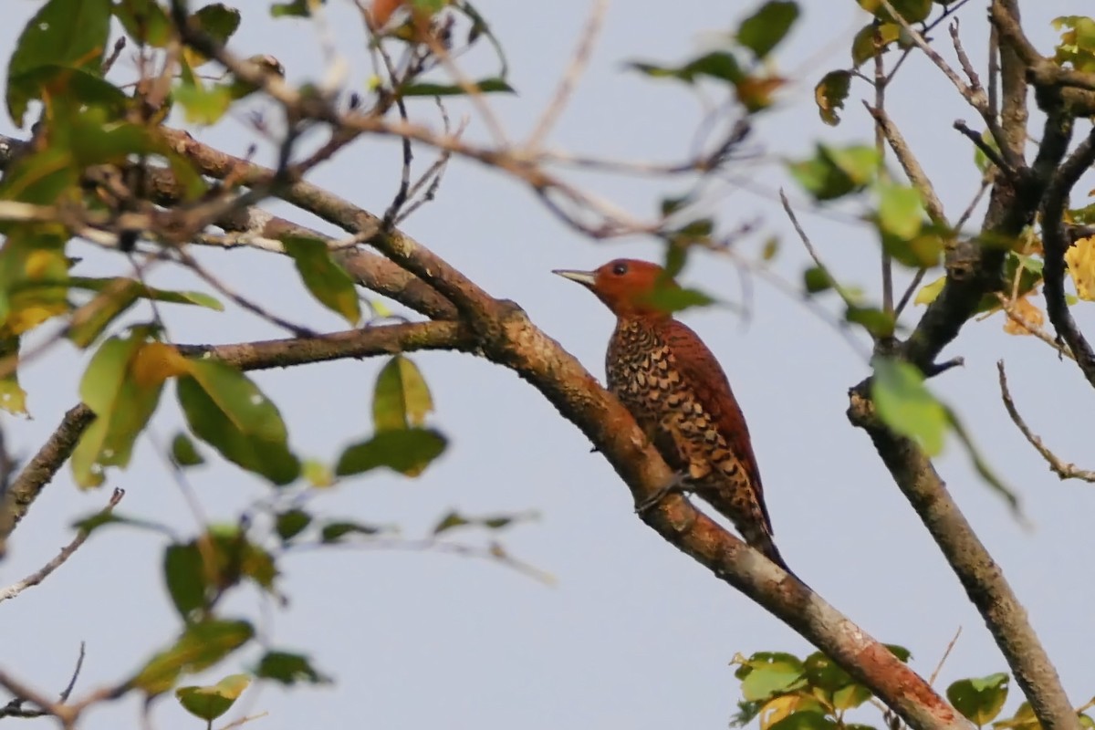 Cinnamon Woodpecker - ML461339411