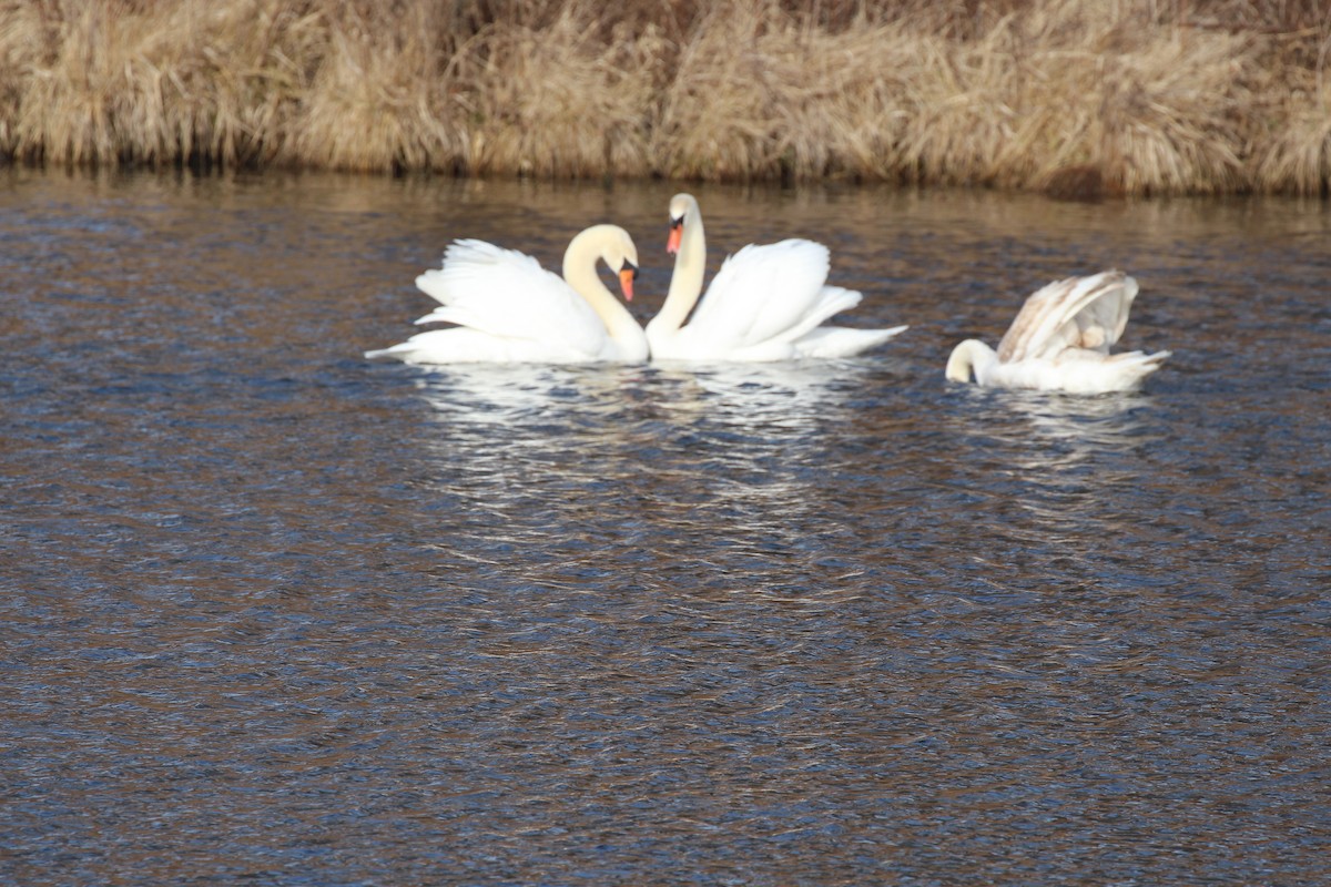 Mute Swan - ML46133981