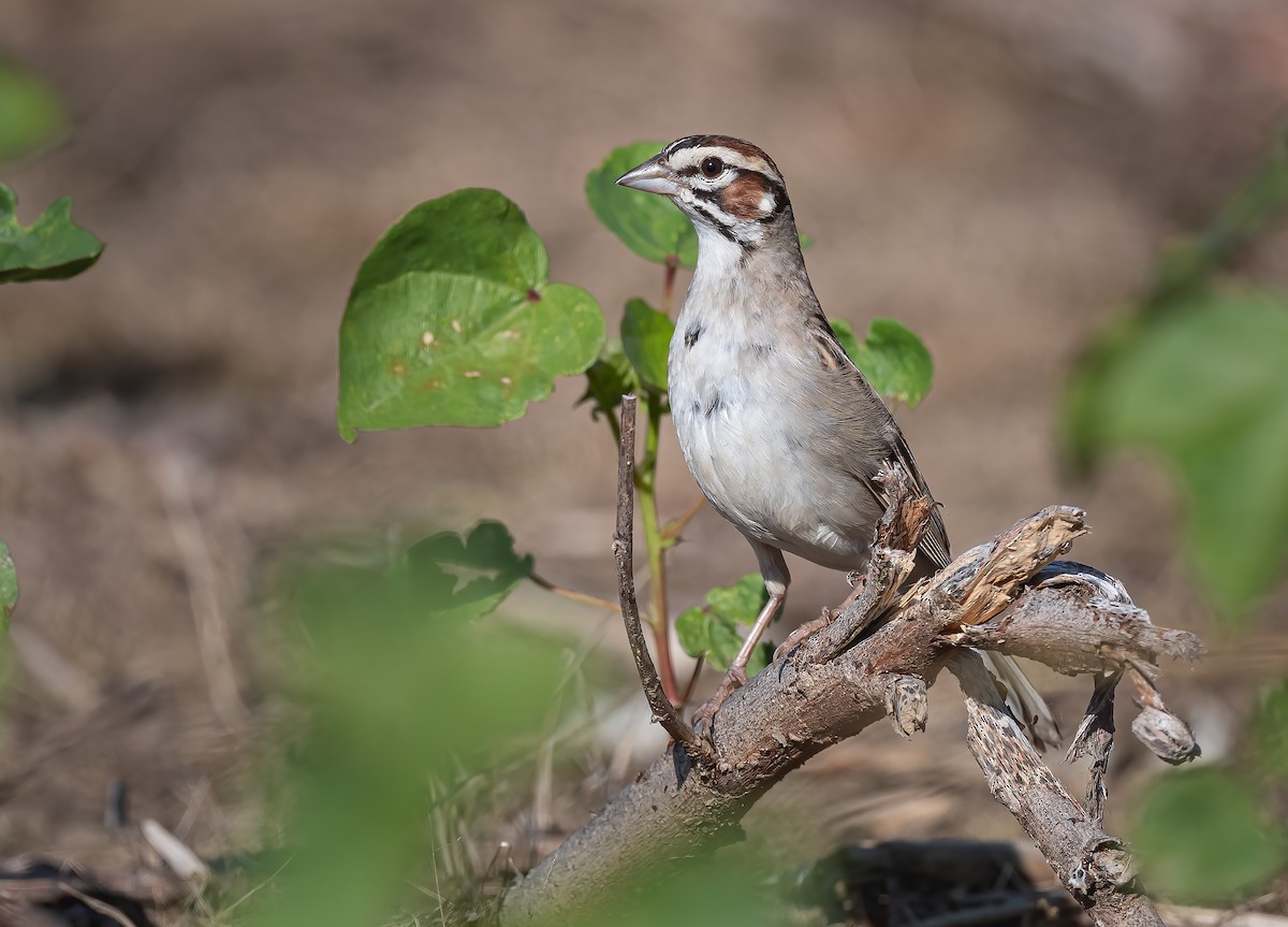 Lark Sparrow - ML461340301