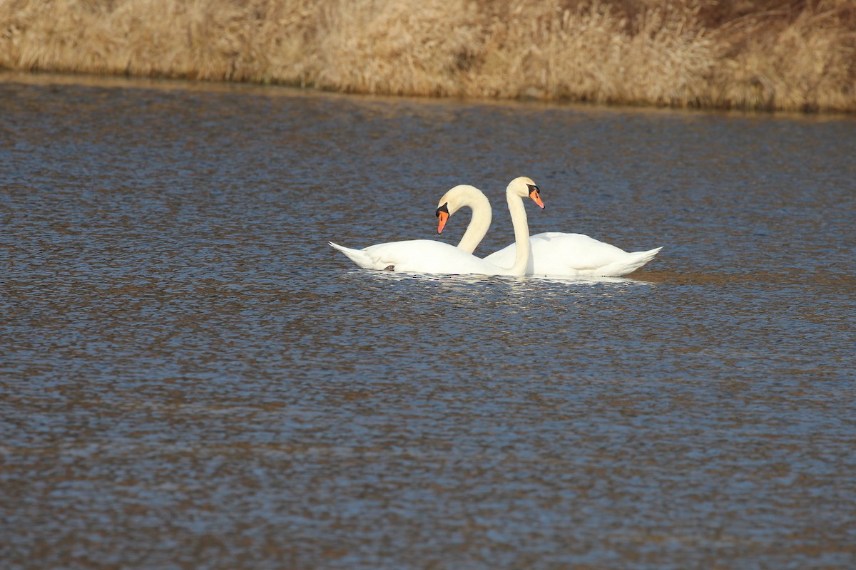 Mute Swan - ML46134041