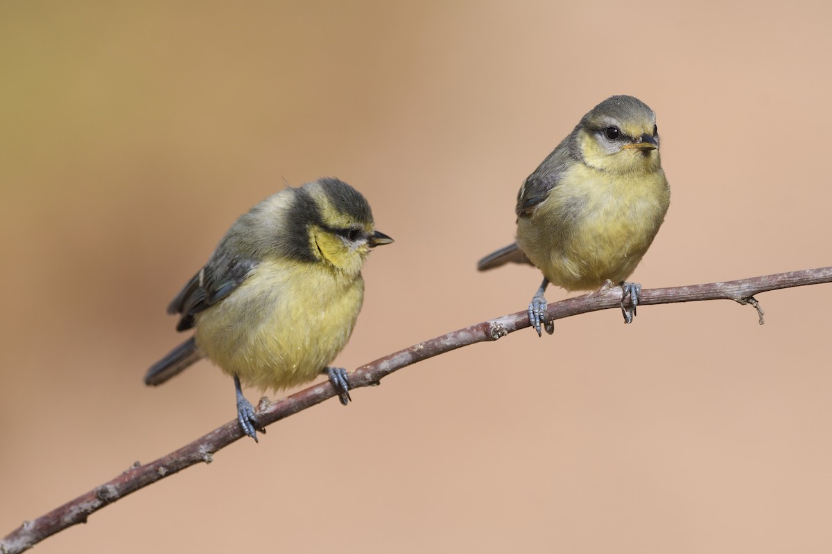 Eurasian Blue Tit - Santiago Caballero Carrera