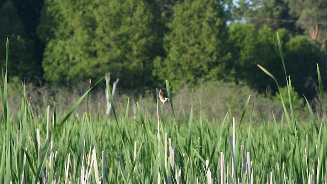 Marsh Wren - ML461341281