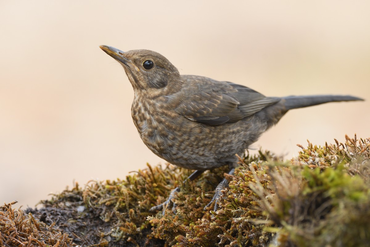 Eurasian Blackbird - Santiago Caballero Carrera