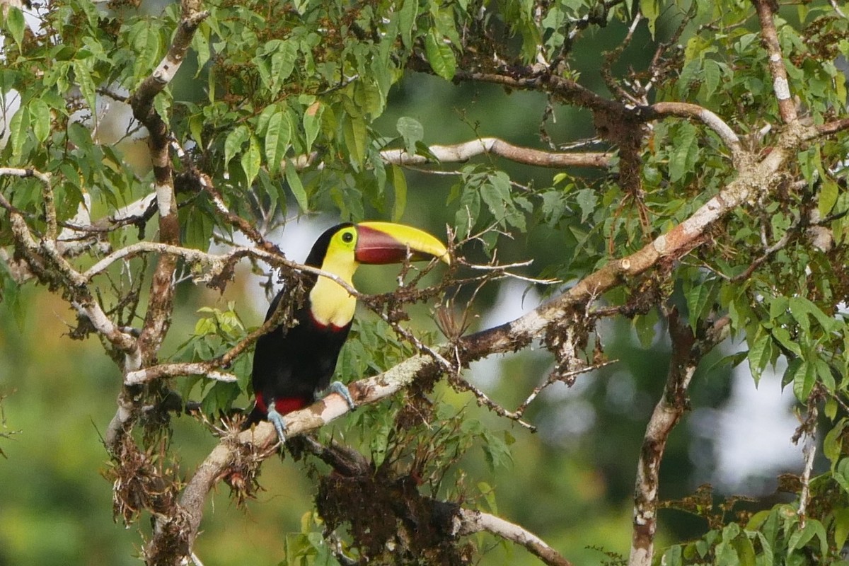 Yellow-throated Toucan (Chestnut-mandibled) - ML461342931