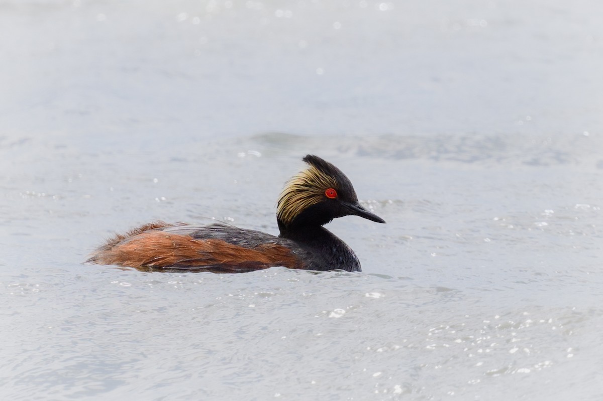 Eared Grebe - ML461346001