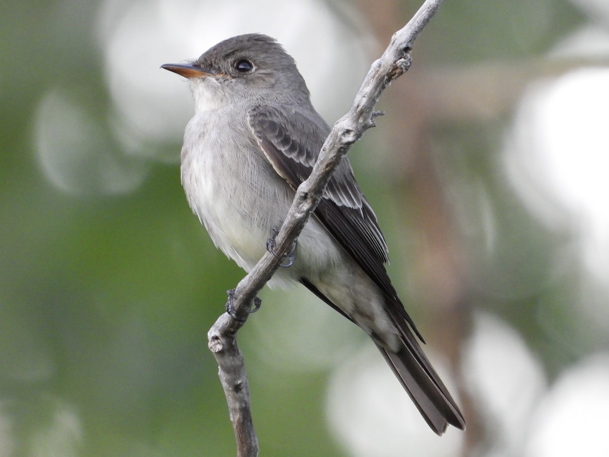 Western Wood-Pewee - ML461346371