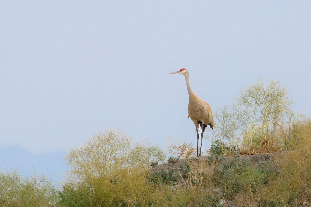 Sandhill Crane - ML461346531