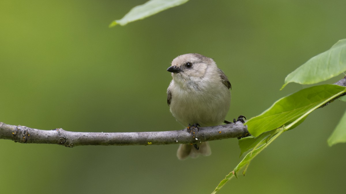 Bushtit - ML461346821