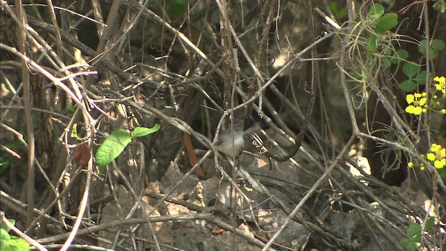 Cuban Gnatcatcher - ML461348