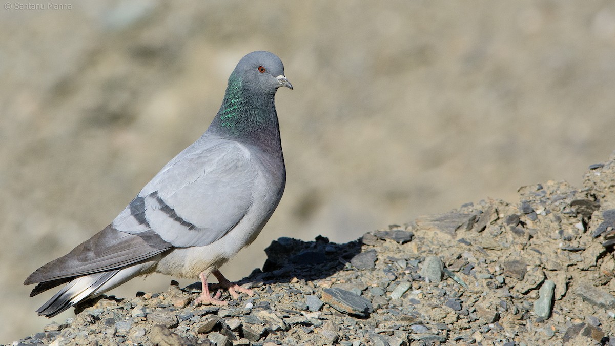 Hill Pigeon - Santanu Manna