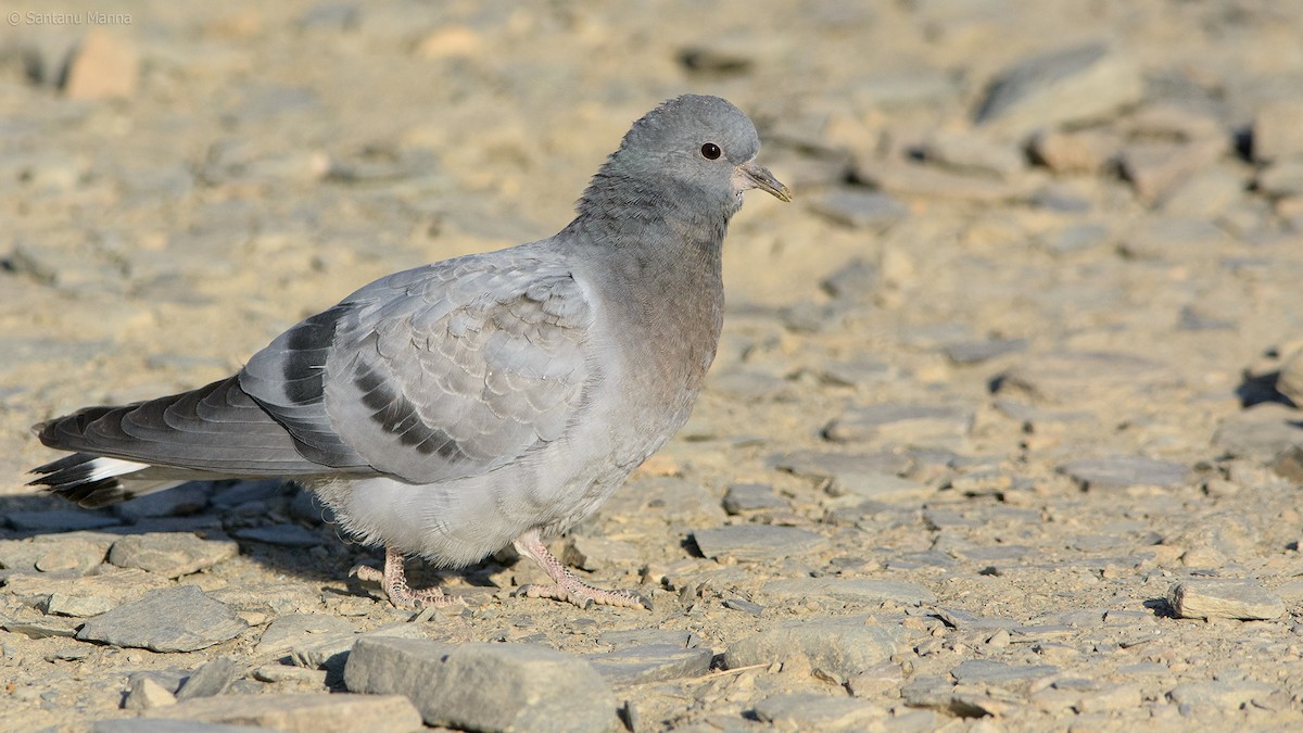 Pigeon des rochers - ML461348181