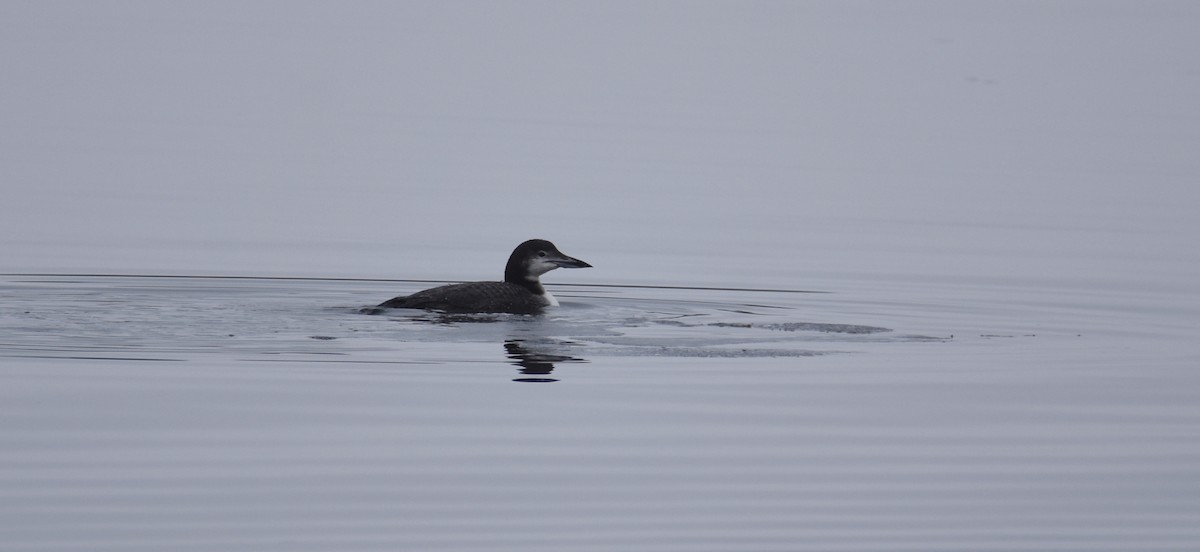 Common Loon - ML46134891