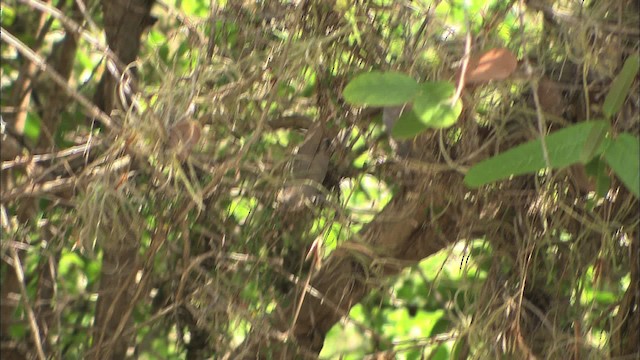 Cuban Gnatcatcher - ML461349