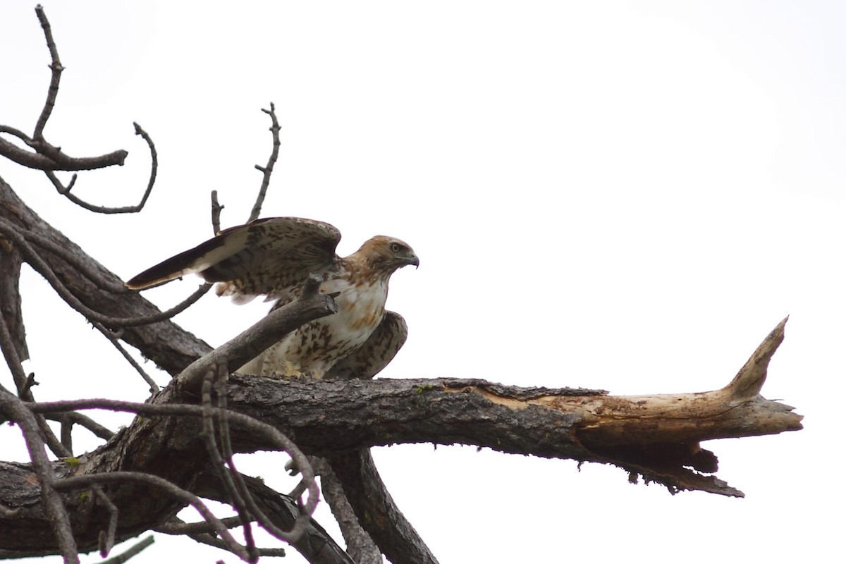Red-tailed Hawk (calurus/alascensis) - ML461349281
