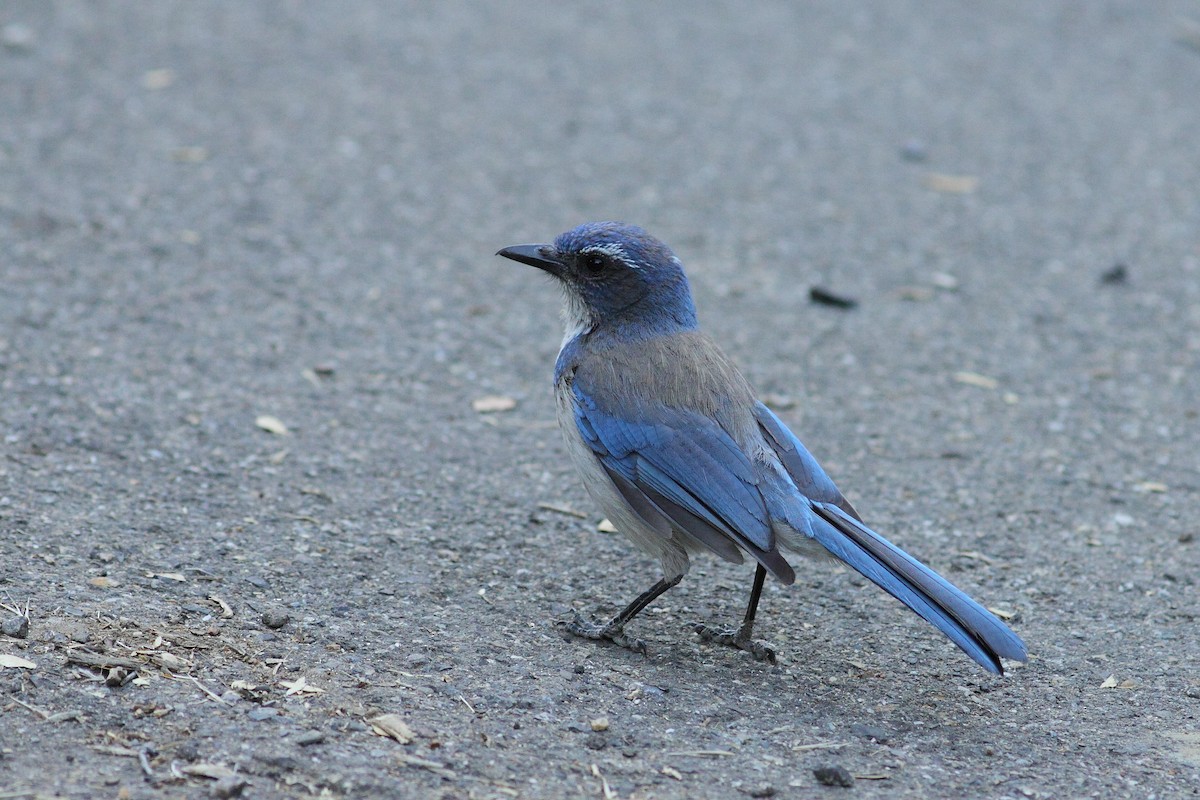 California Scrub-Jay - ML461349391