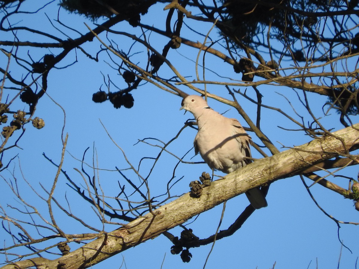 Eurasian Collared-Dove - ML46134991