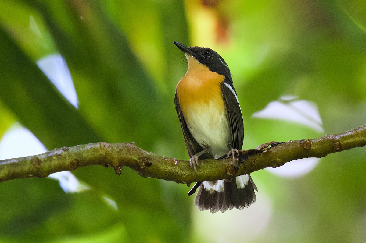 Rufous-chested Flycatcher - ML461350191