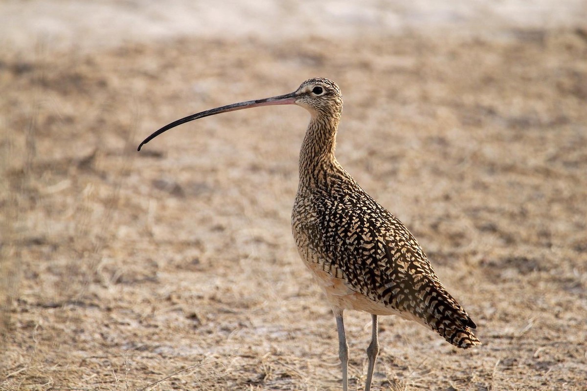 Long-billed Curlew - ML461350821