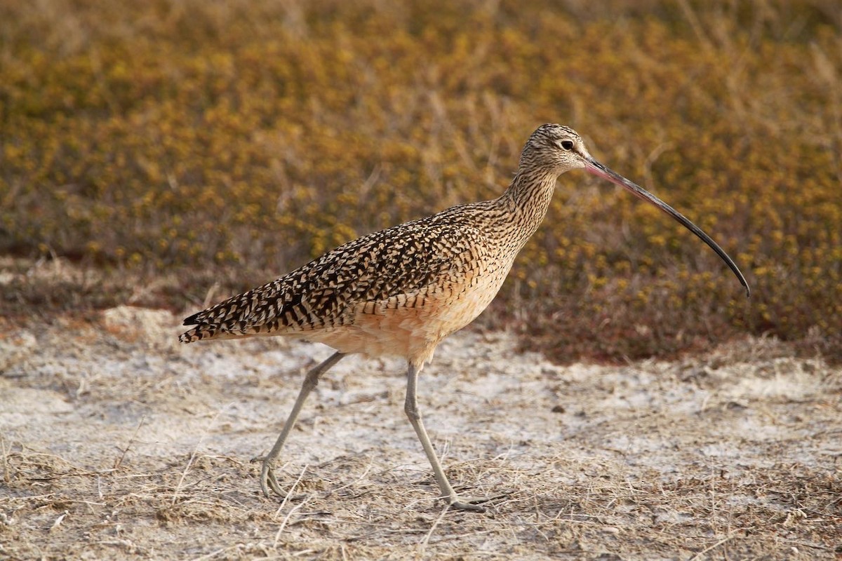 Long-billed Curlew - ML461350831