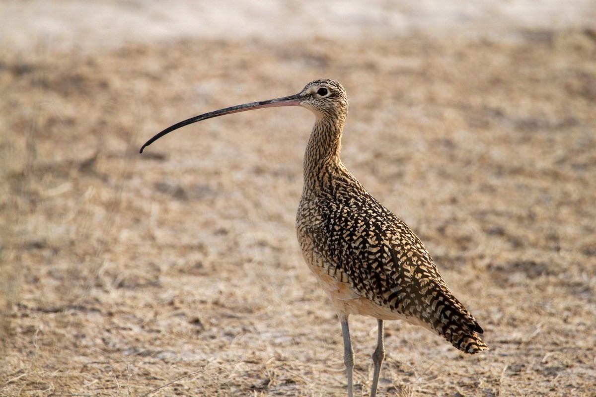 Long-billed Curlew - ML461350861