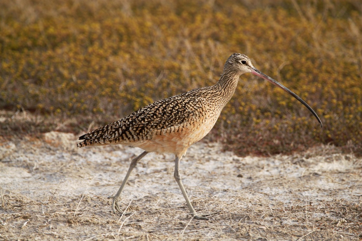 Long-billed Curlew - ML461350871