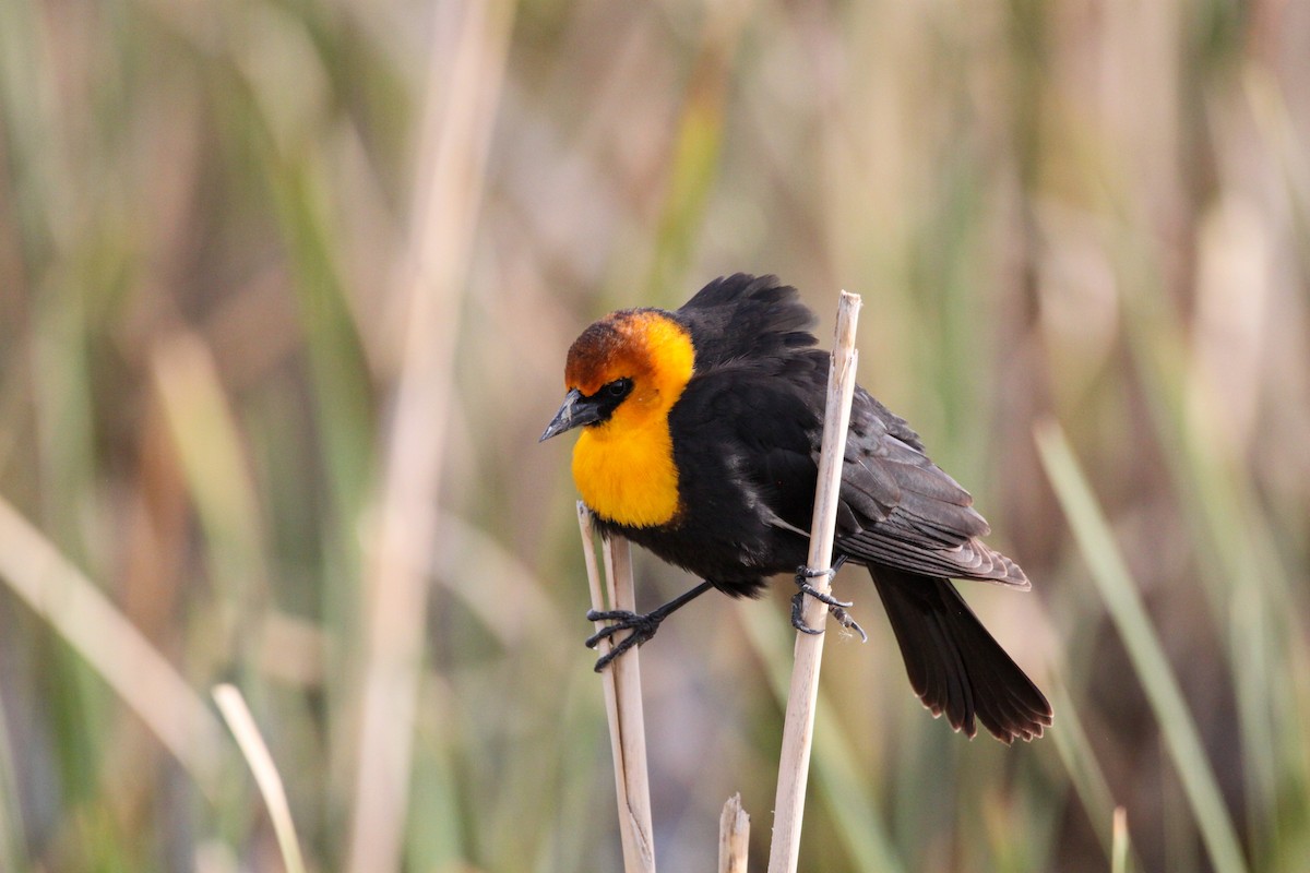 Yellow-headed Blackbird - ML461351301