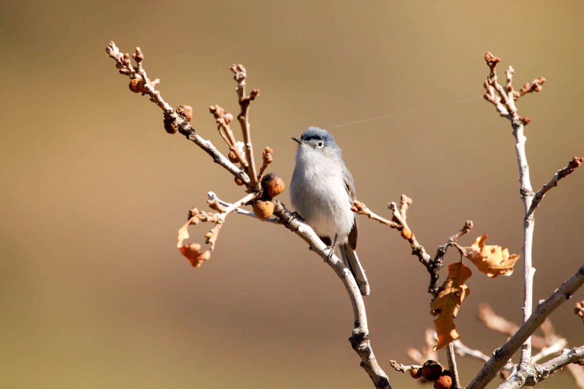 Blue-gray Gnatcatcher - ML461351611