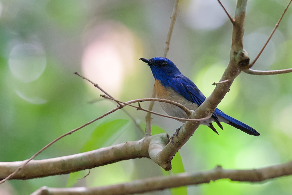 Malaysian Blue Flycatcher - sarawin Kreangpichitchai