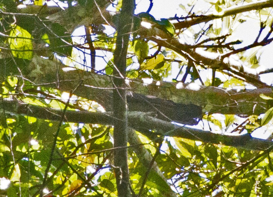 Plumbeous Pigeon - ML461352671