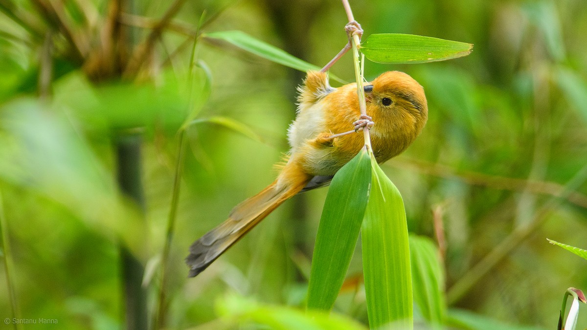 Fulvous Parrotbill - ML461353211