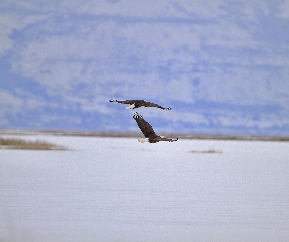 Bald Eagle - ML461353871