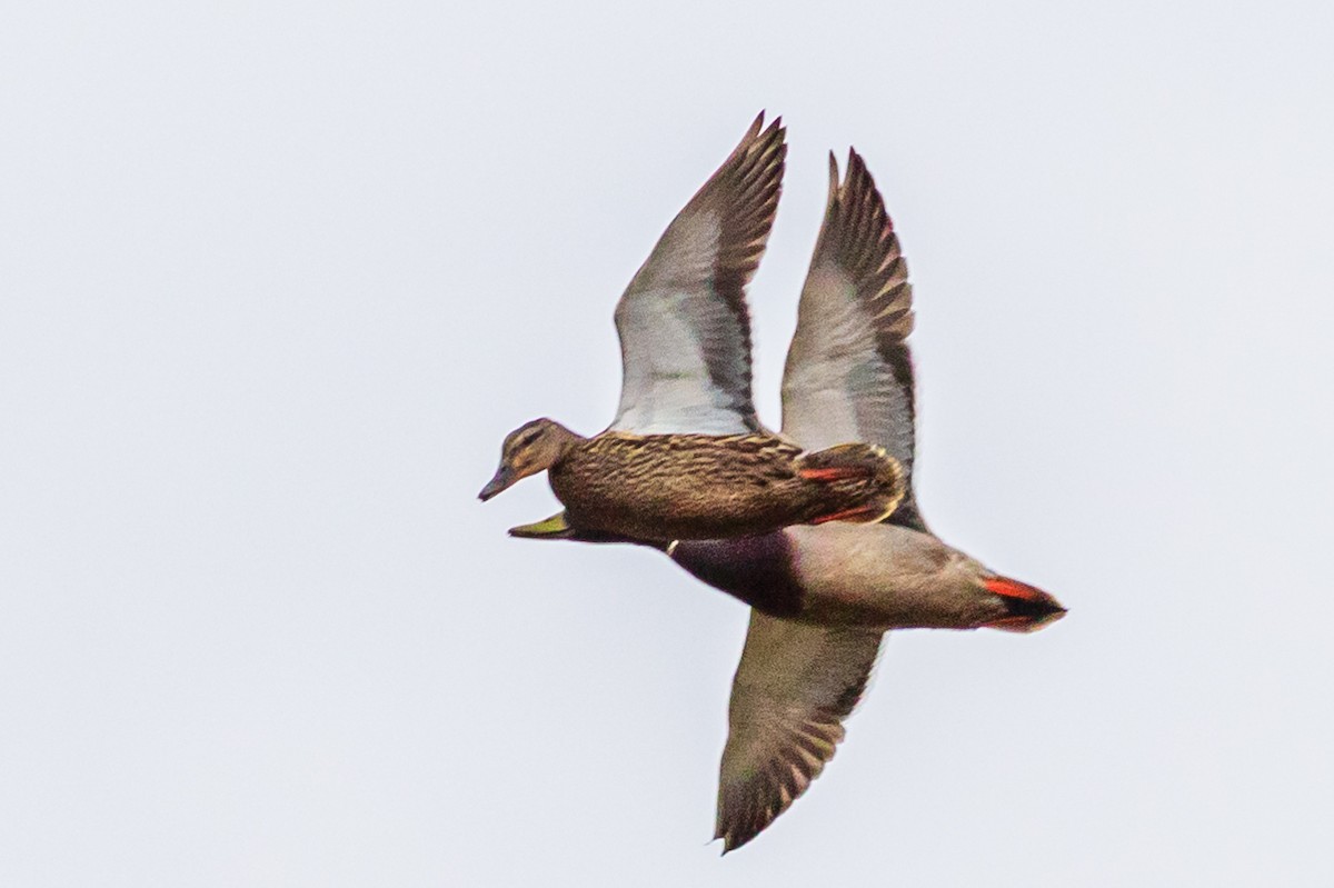 Mallard - ML461354111