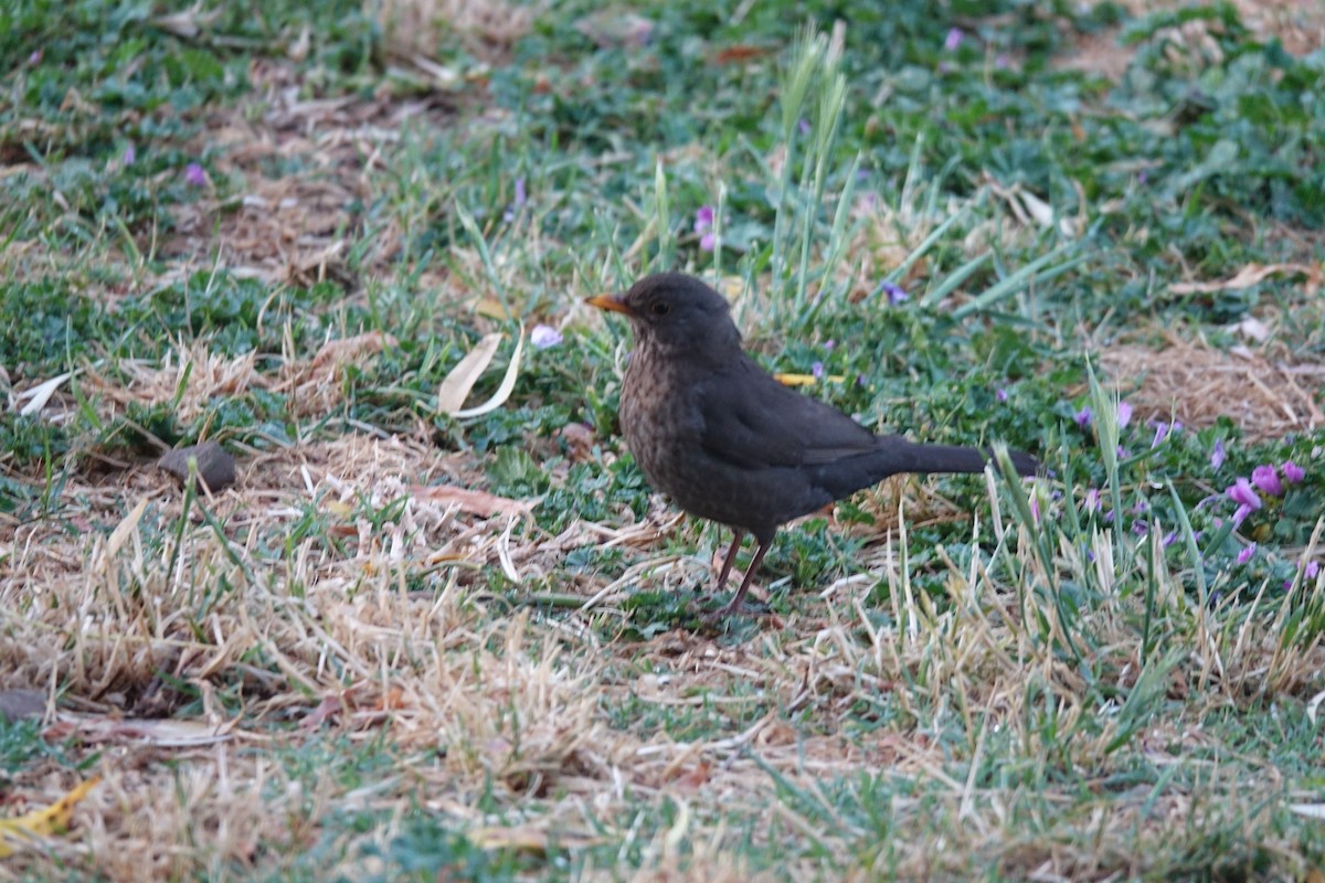 Eurasian Blackbird - Francis Fekel