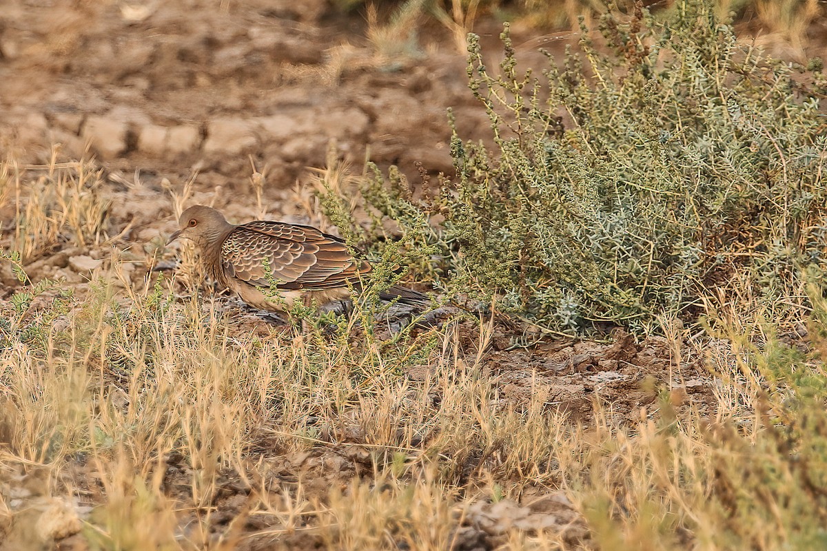 Горлиця велика - ML461354701