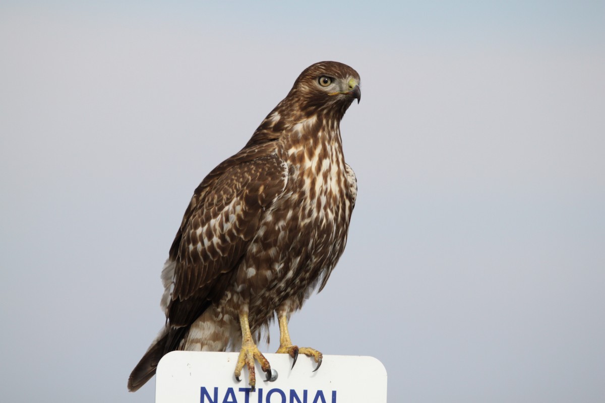 Red-tailed Hawk - ML461354931