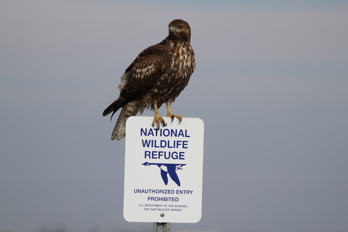 Red-tailed Hawk - ML461354961