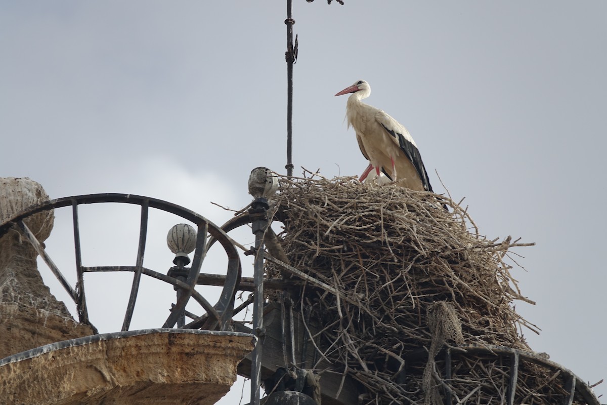 Cigogne blanche - ML461356391