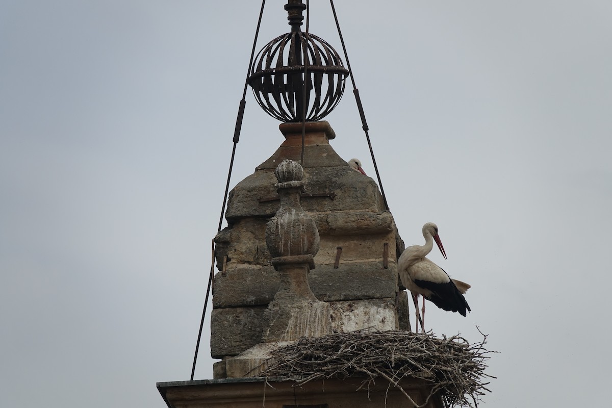 White Stork - ML461356461