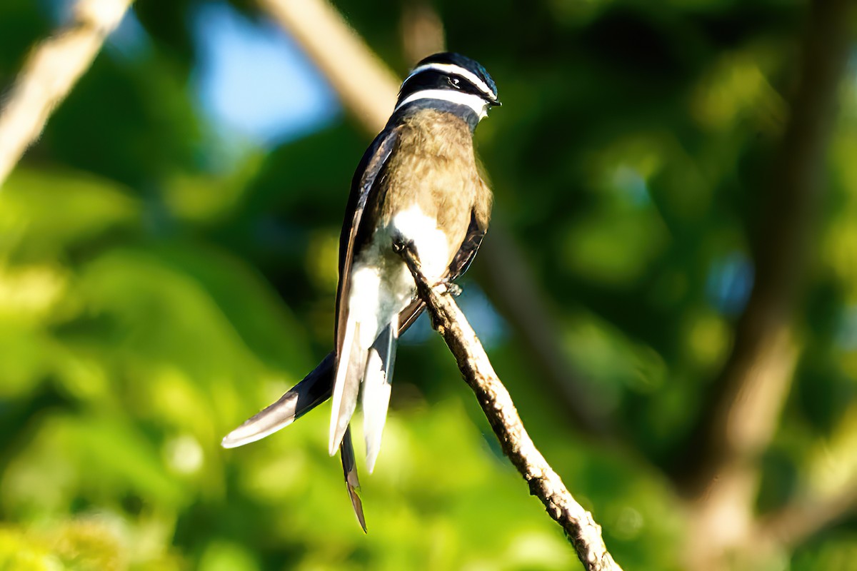 Whiskered Treeswift - ML461358051