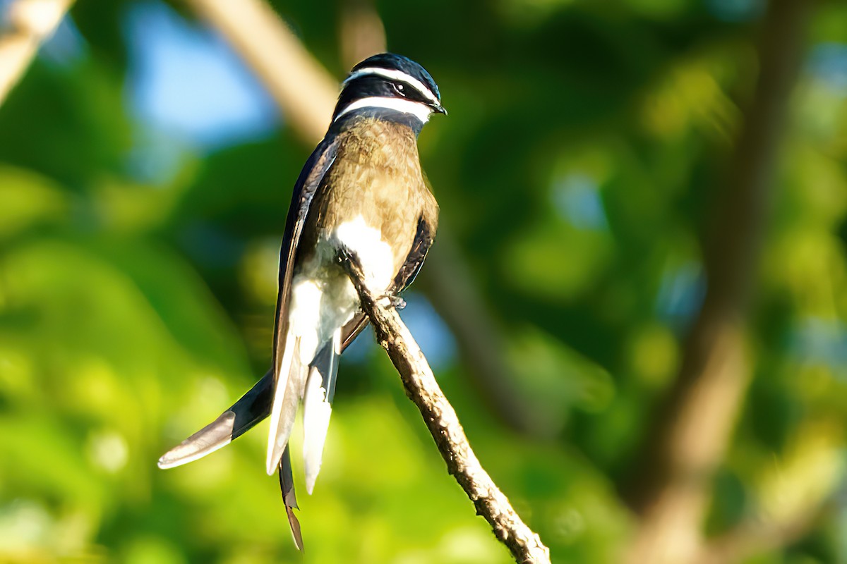 Whiskered Treeswift - ML461358061