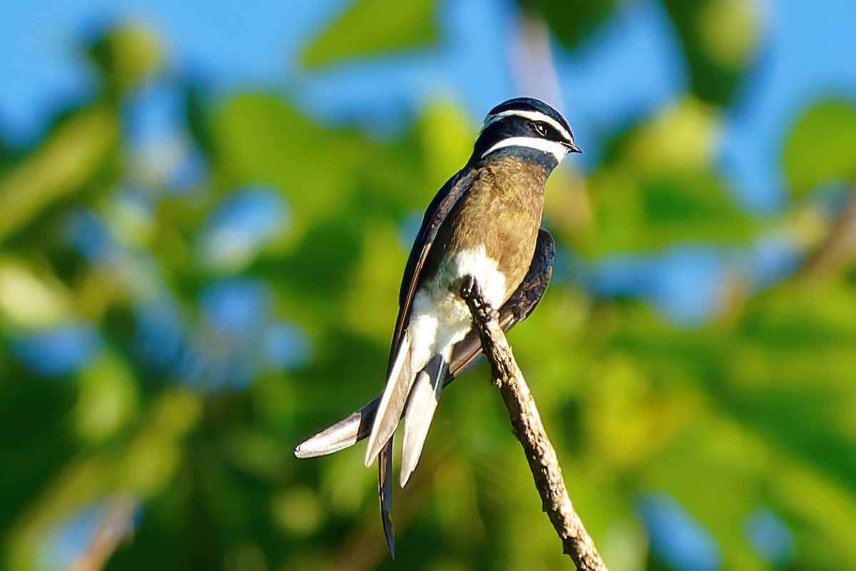 Whiskered Treeswift - ML461358111