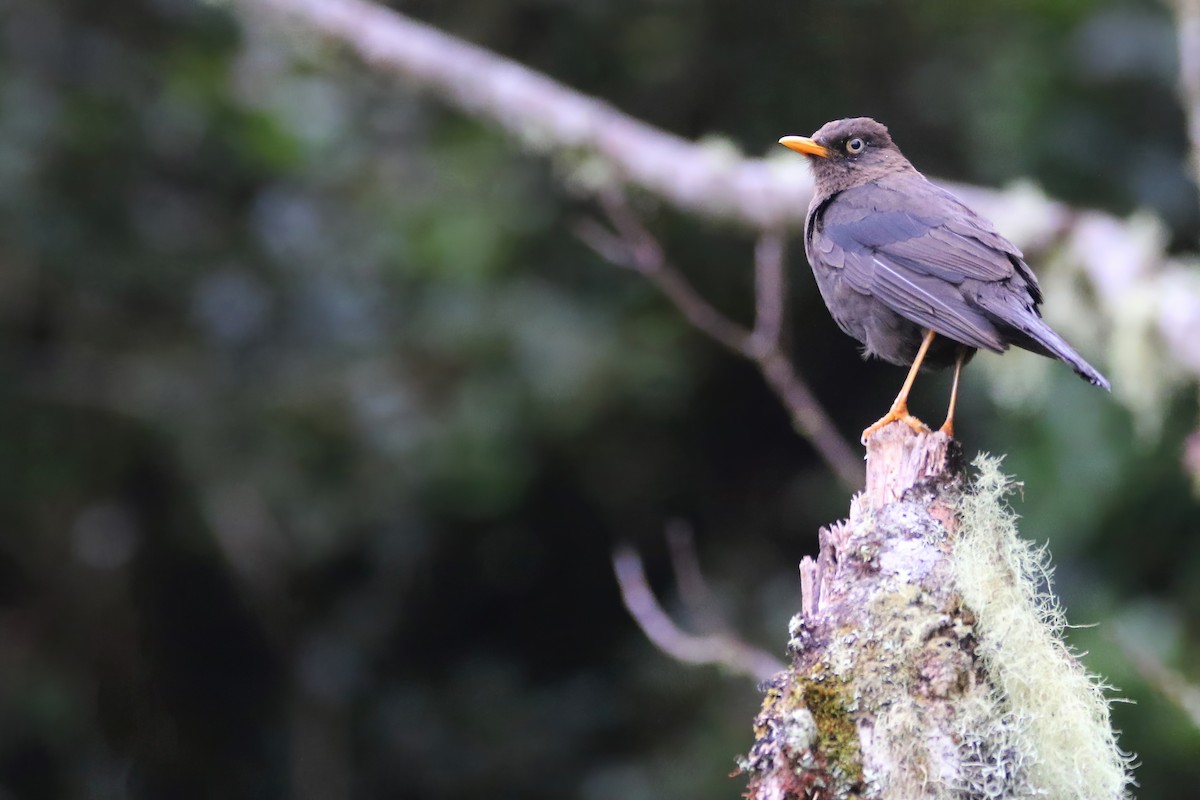 Sooty Thrush - ML461358381