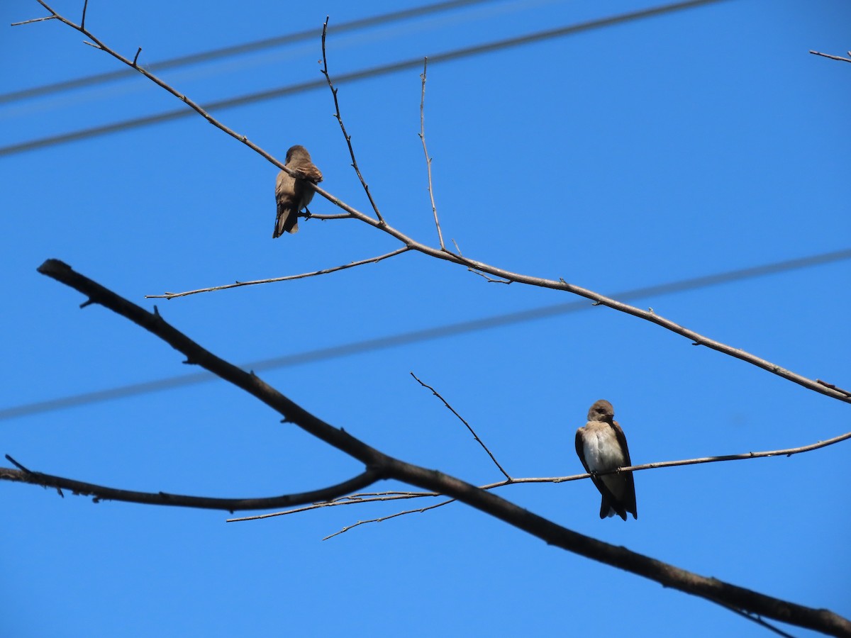 Northern Rough-winged Swallow - ML461359021