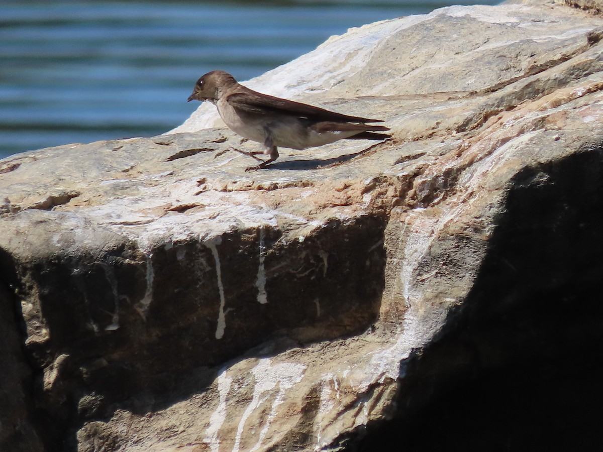 Northern Rough-winged Swallow - ML461359051