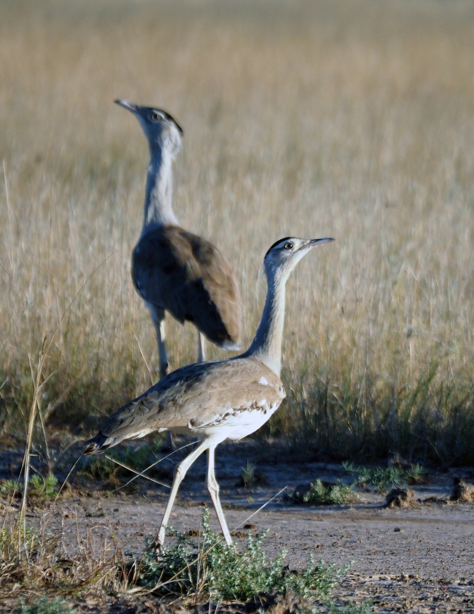 Australian Bustard - ML461359731